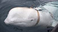 A celebrity pure white whale died in Norway from an