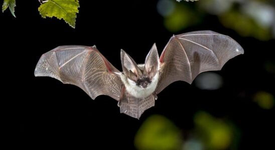 Alert in Mayenne a rabid bat discovered what to do