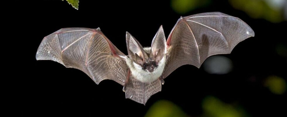 Alert in Mayenne a rabid bat discovered what to do