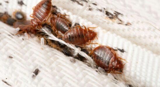 Bedbugs Can Sommieres Earth Save You When You Return from