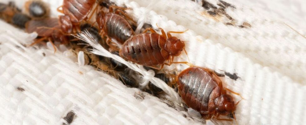 Bedbugs Can Sommieres Earth Save You When You Return from