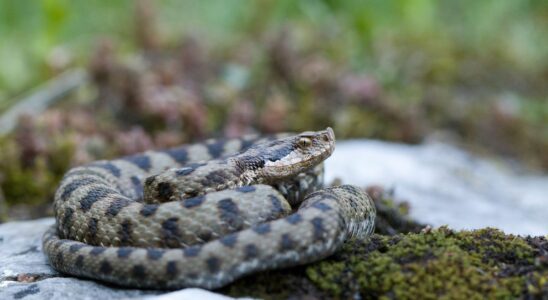 Child Between Life and Death After Viper Bite Dr Kierzeks