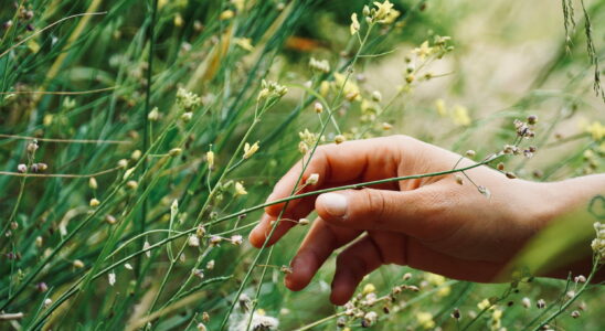 Considered a weed this plant is said to relieve joint