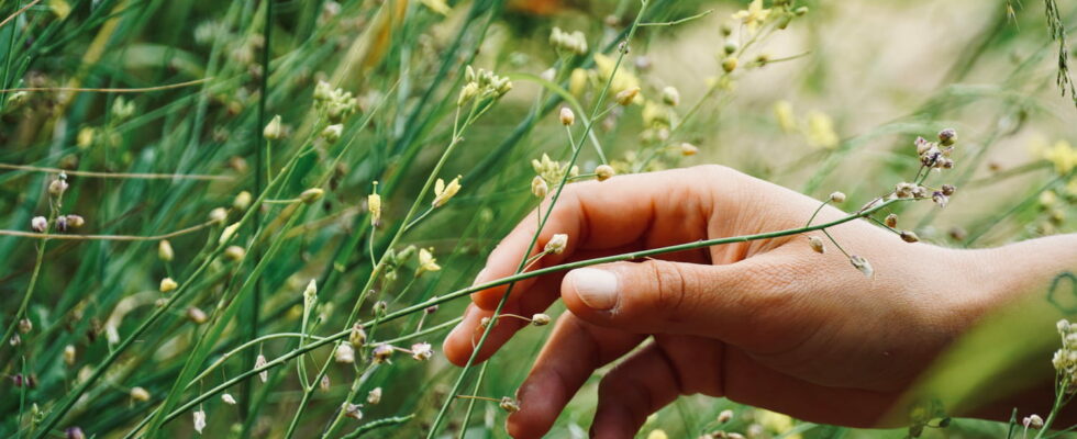 Considered a weed this plant is said to relieve joint