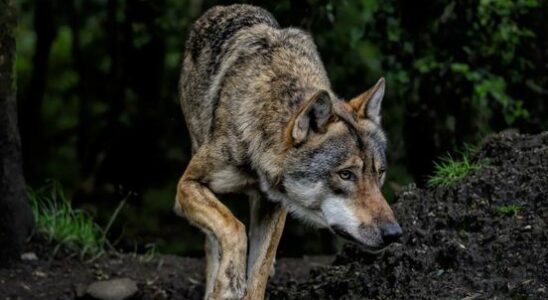 DNA research wolf knocked over child in Austerlitz but not