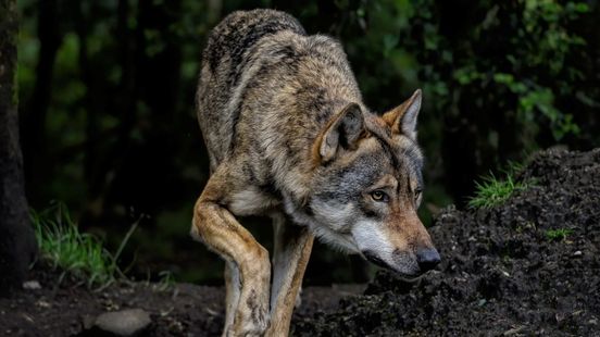 DNA research wolf knocked over child in Austerlitz but not