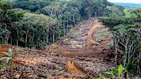 Deforestation in the Amazon almost halved in one year