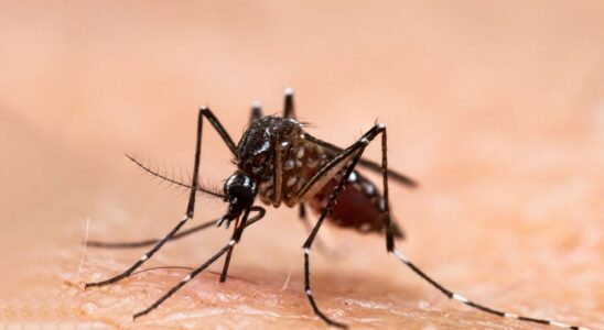 Dengue fever in Vaucluse why this small village is on