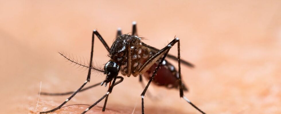 Dengue fever in Vaucluse why this small village is on