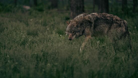 Dog bitten by wolf in Zeist after all