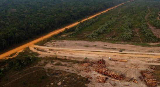 Drought behind increased deforestation in the Amazon