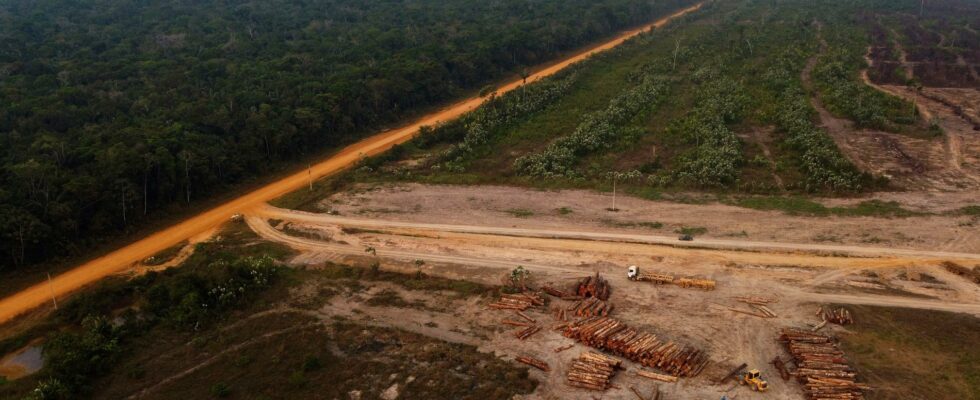 Drought behind increased deforestation in the Amazon