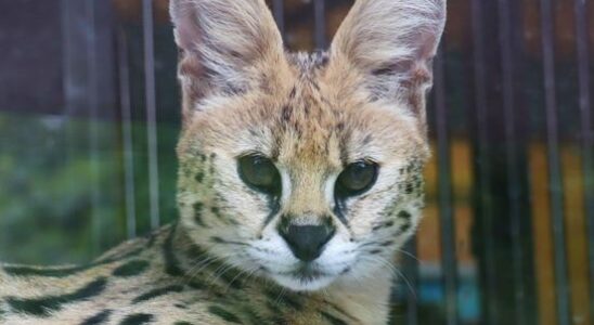 Escaped serval Nala is doing well Playing with cardboard boxes