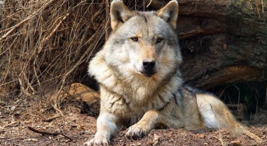 European wolf organisation Netherlands come up with a national approach