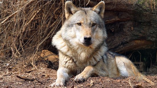 European wolf organisation Netherlands come up with a national approach