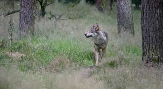 Experts do not shoot wolf but transmitter the animal province