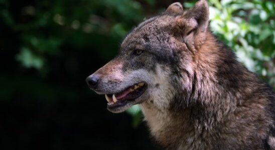 Few incidents between wolves and humans worldwide Situation in Utrecht