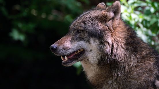 Few incidents between wolves and humans worldwide Situation in Utrecht