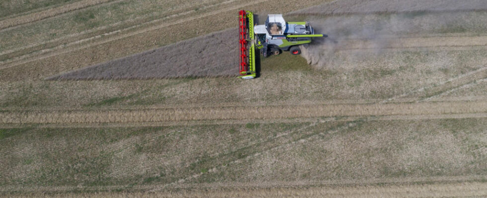 France The current wheat harvest is the lowest since 1983