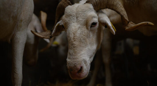 France vaccination campaign against bluetongue in the sheep sector