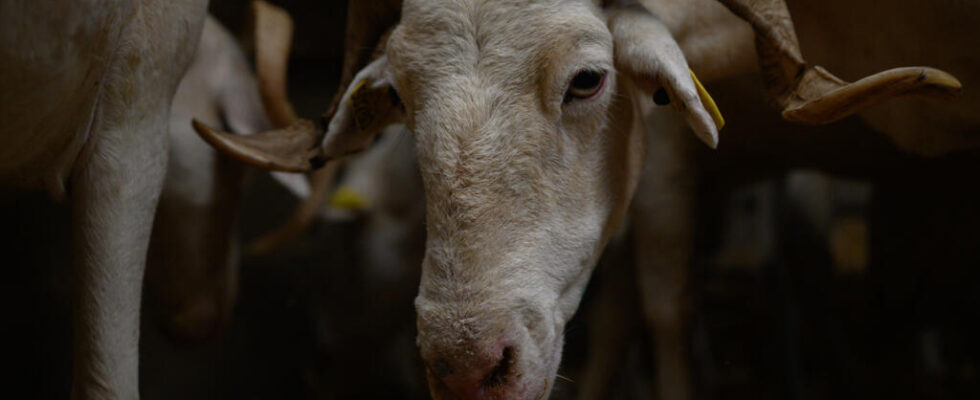 France vaccination campaign against bluetongue in the sheep sector