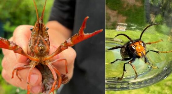 From crayfish to hornets these exotic species are causing problems