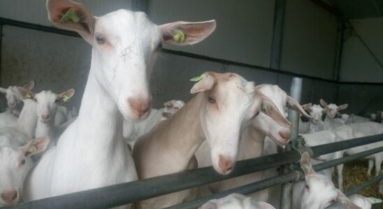 Goat farmer acquitted of illegal caesarean sections with blunt knife