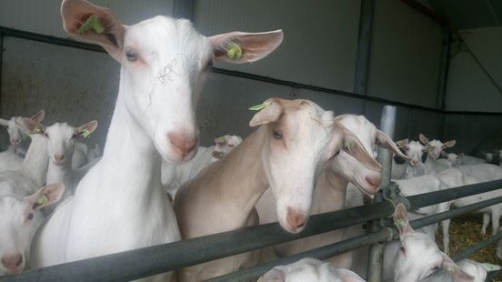 Goat farmer acquitted of illegal caesarean sections with blunt knife