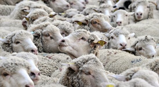 How disease tightens its grip on French herds – LExpress