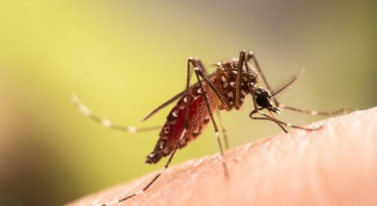 How to protect yourself from dengue fever after a case