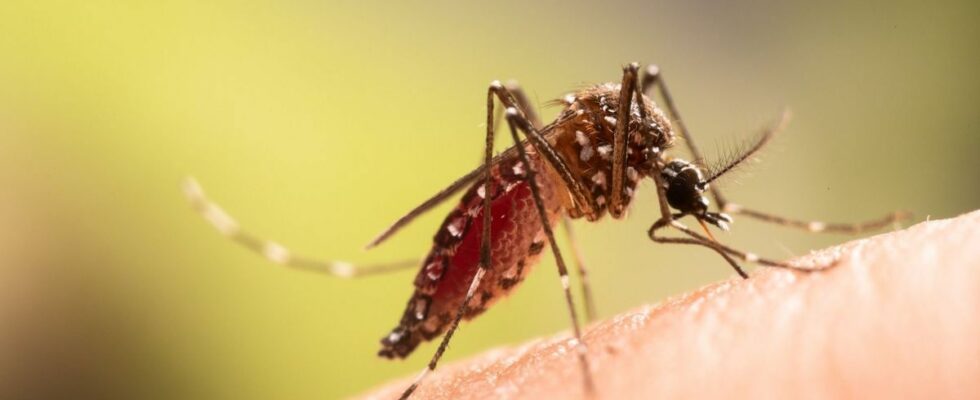 How to protect yourself from dengue fever after a case