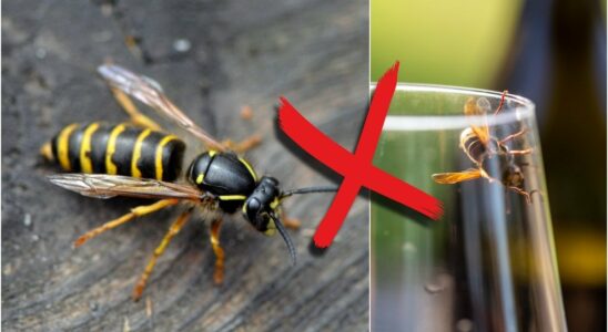 How to protect yourself from wasps