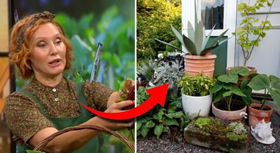 How to save your plants after the summer A danger