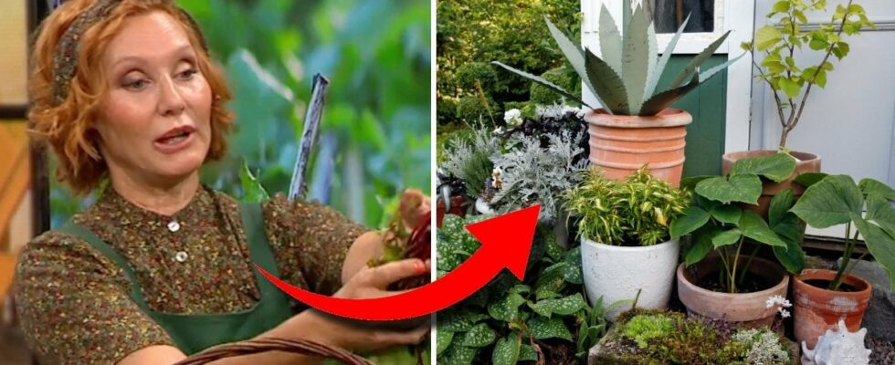 How to save your plants after the summer A danger