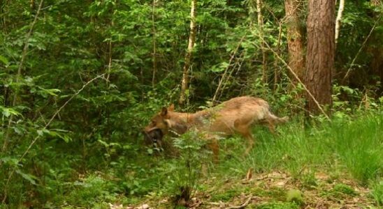 Incident between wolf and dog in Zeist