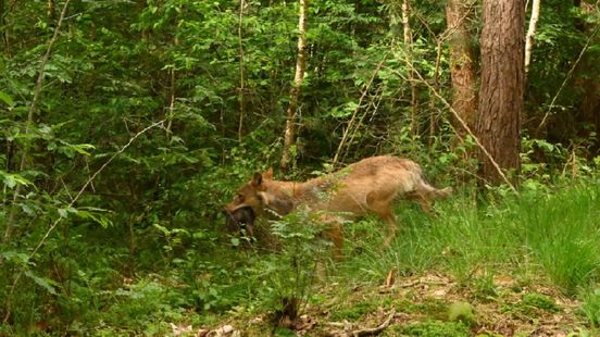 Incident between wolf and dog in Zeist