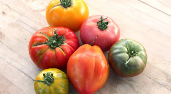 Juicy and fragrant these tomato varieties are the best for