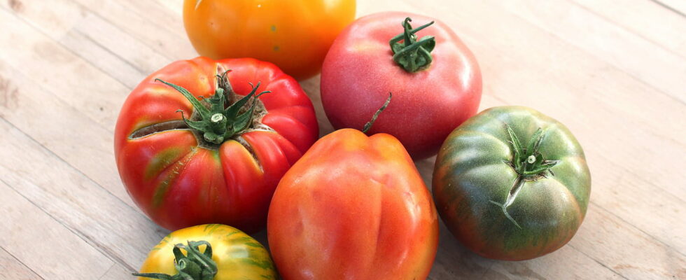 Juicy and fragrant these tomato varieties are the best for