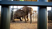 Last elephant in South African zoo released after 40 years