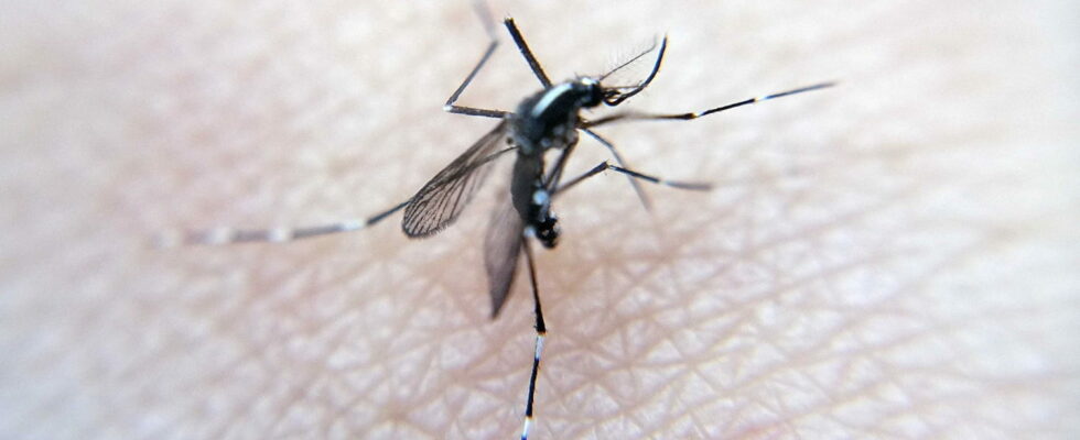 Mosquito borne virus detected in southern France three cases already reported