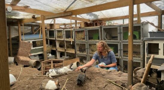 One hundred rabbits are looking for a new hutch otherwise