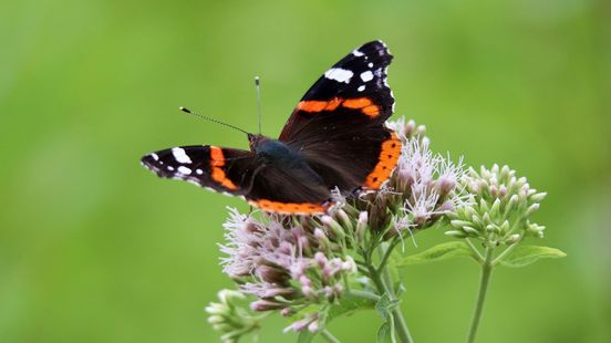 Only 1 province has fewer butterflies than Utrecht