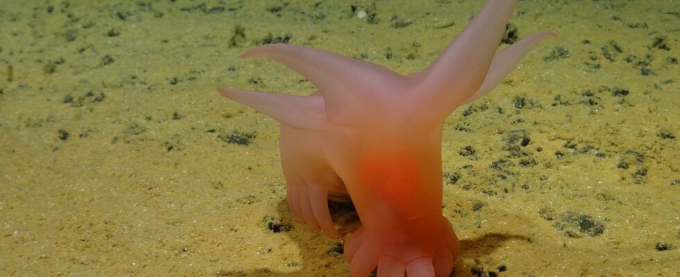 Pink porpoise found in the deep youll be puffed