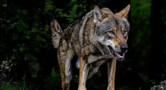 Province to capture tranquilize and tag wolf shooting is emergency