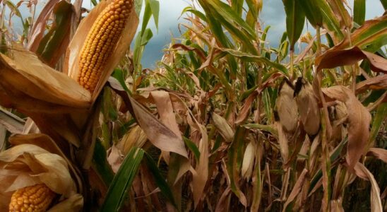 Sweaty corn makes the heat worse in the US