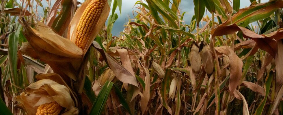 Sweaty corn makes the heat worse in the US