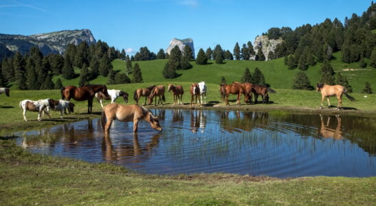 The Vercors Regional Natural Park