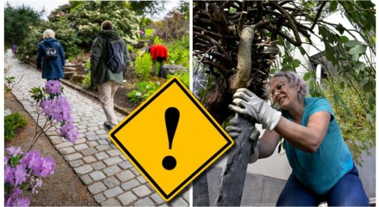 The new threat to your garden how to avoid