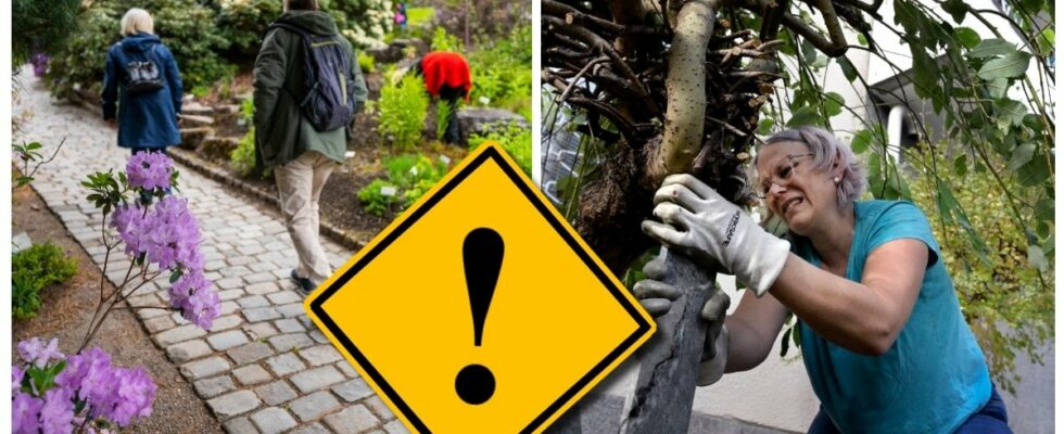 The new threat to your garden how to avoid