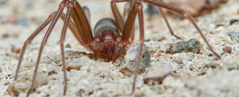 The violin spider is spreading terror in Italy should we